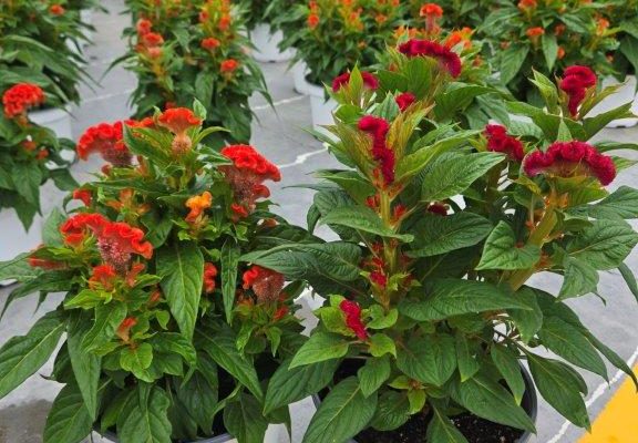 8ANN CELOSIA TWISTED BRIGHT ORANGE RED CURRANT