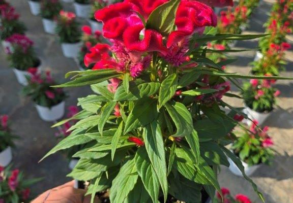8ANN CELOSIA TWISTED BRIGHT PINK