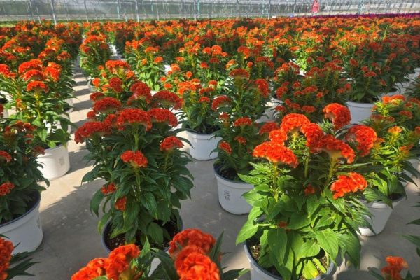 8ANN CELOSIA TWISTED DARK ORANGE