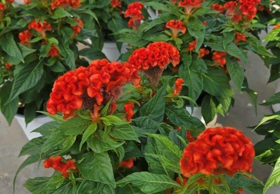 8ANN CELOSIA TWISTED DARK ORANGE
