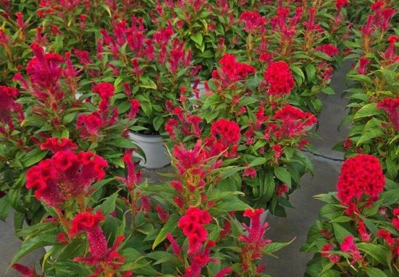 8ANN CELOSIA TWISTED STRAWBERRY