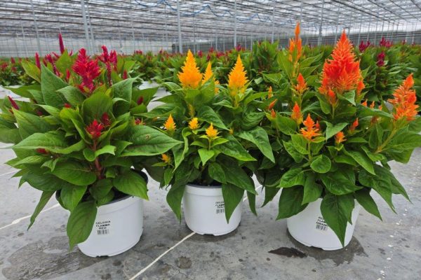 8ANN FLAMMA CELOSIA