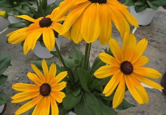 8ANN SUNBECKIA MAYA