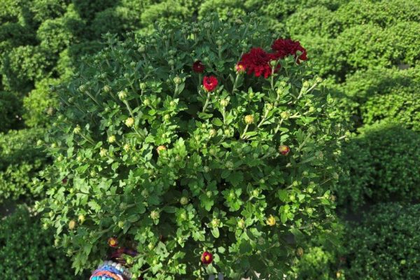 8MUM RED RADIANT