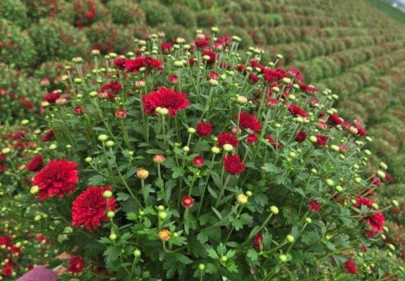 8MUM RED SAMANTHA