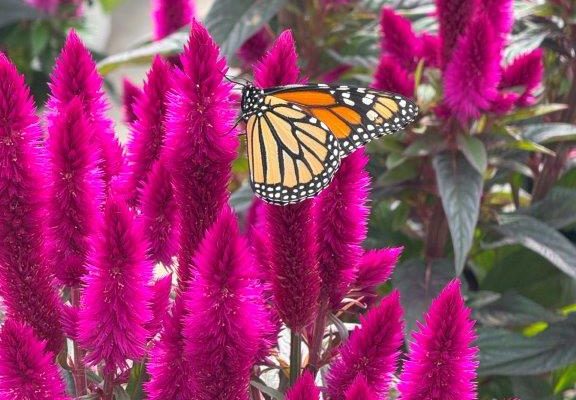 CELOSIA BUTTERFLY