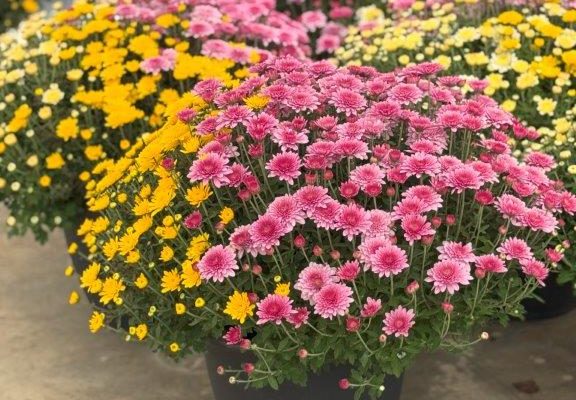 LG RD MUM ROYAL TRIO