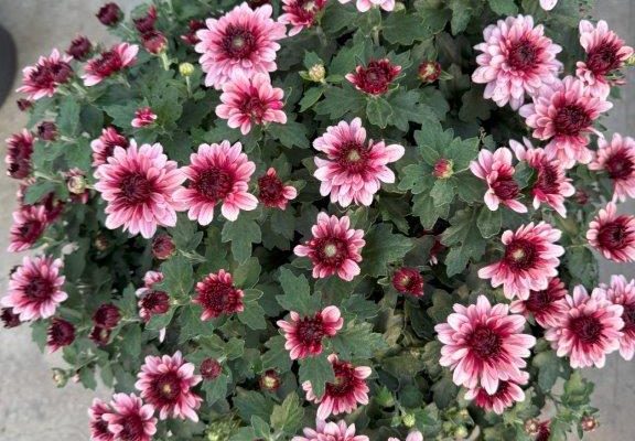 LGRD MUM PINK-BERRY BLAST BICOLOR