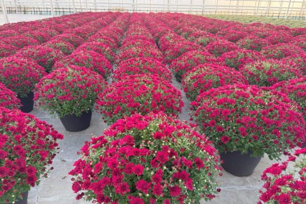 LGRD MUM PURPLE LUCKY