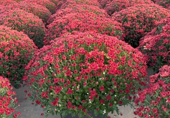 LGRD RED HOMERUN SCARLET