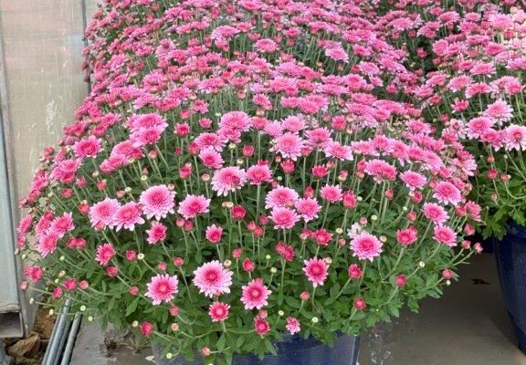 XL MUM