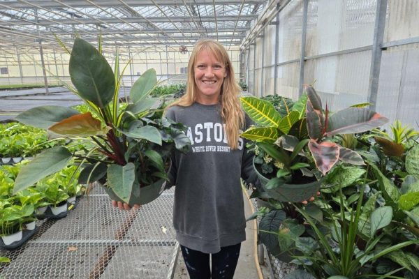 12 HOUSEPLANT BOWL 12 HOUSEPLANT BOWL