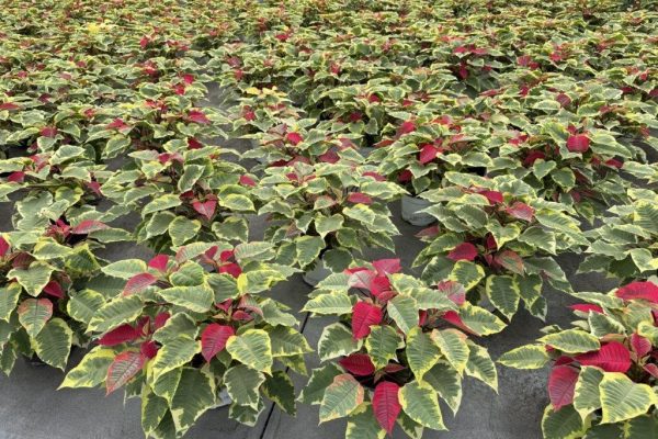 6.5in POIN TAPESTRY 6.5in POIN TAPESTRY