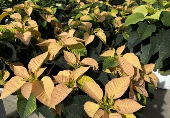 8in POIN CINNAMON 8in POIN CINNAMON