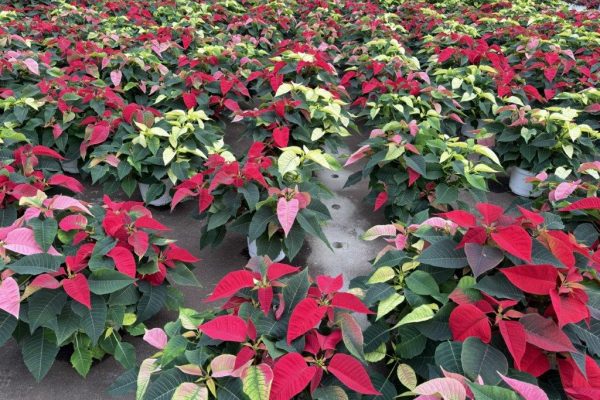 8in POIN TRIO-MARBLE/PINK/RED 8in POIN TRIO-MARBLE/PINK/RED