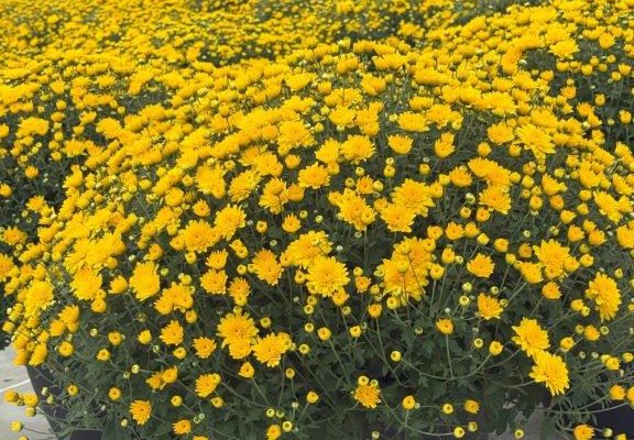 LG RD Yellow Sweet Honey