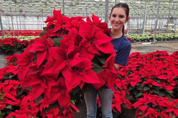 10in POIN RED 10in POIN RED