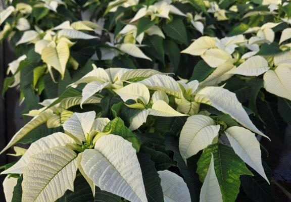 6.5" WHITE POINSETTIA 6.5" WHITE POINSETTIA