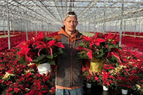 6.5IN POIN JINGLE BELL 6.5IN POIN JINGLE BELL