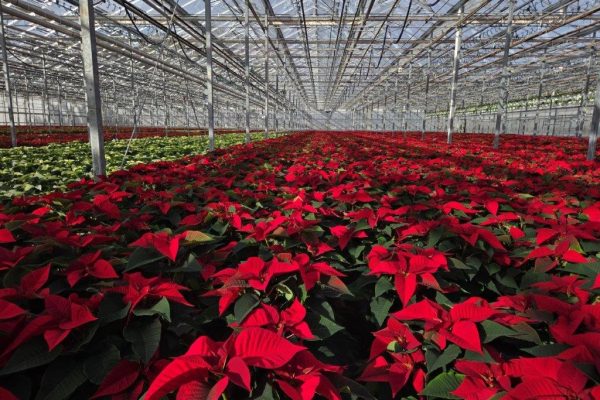 8in POINSETTIA RED CROP 8in POINSETTIA RED CROP