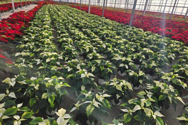 8in POINSETTIA WHITE CROP 8in POINSETTIA WHITE CROP