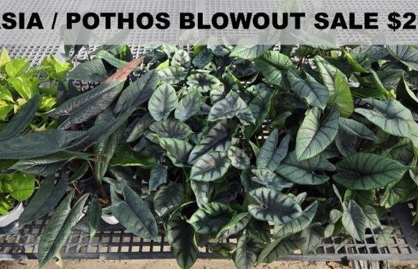 ALOCASIA POTHOS SALE ALOCASIA POTHOS SALE