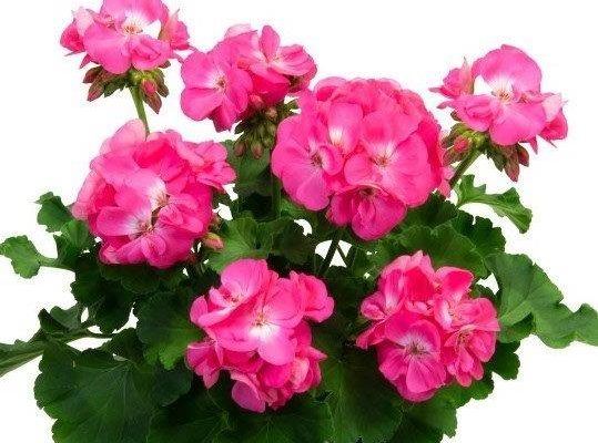 Big Eeze Pink Panther