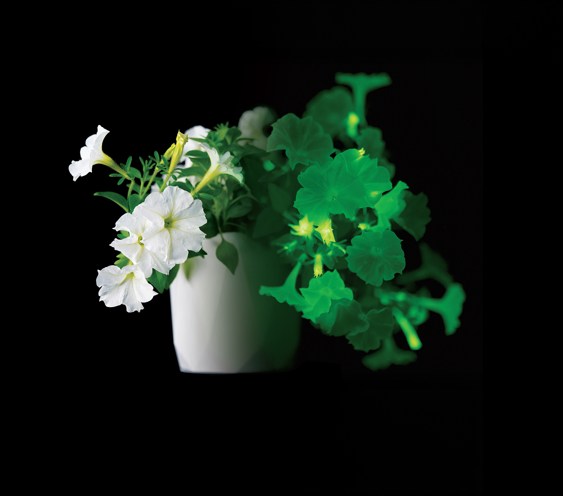 Bioluminescent Firefly Petunia 1