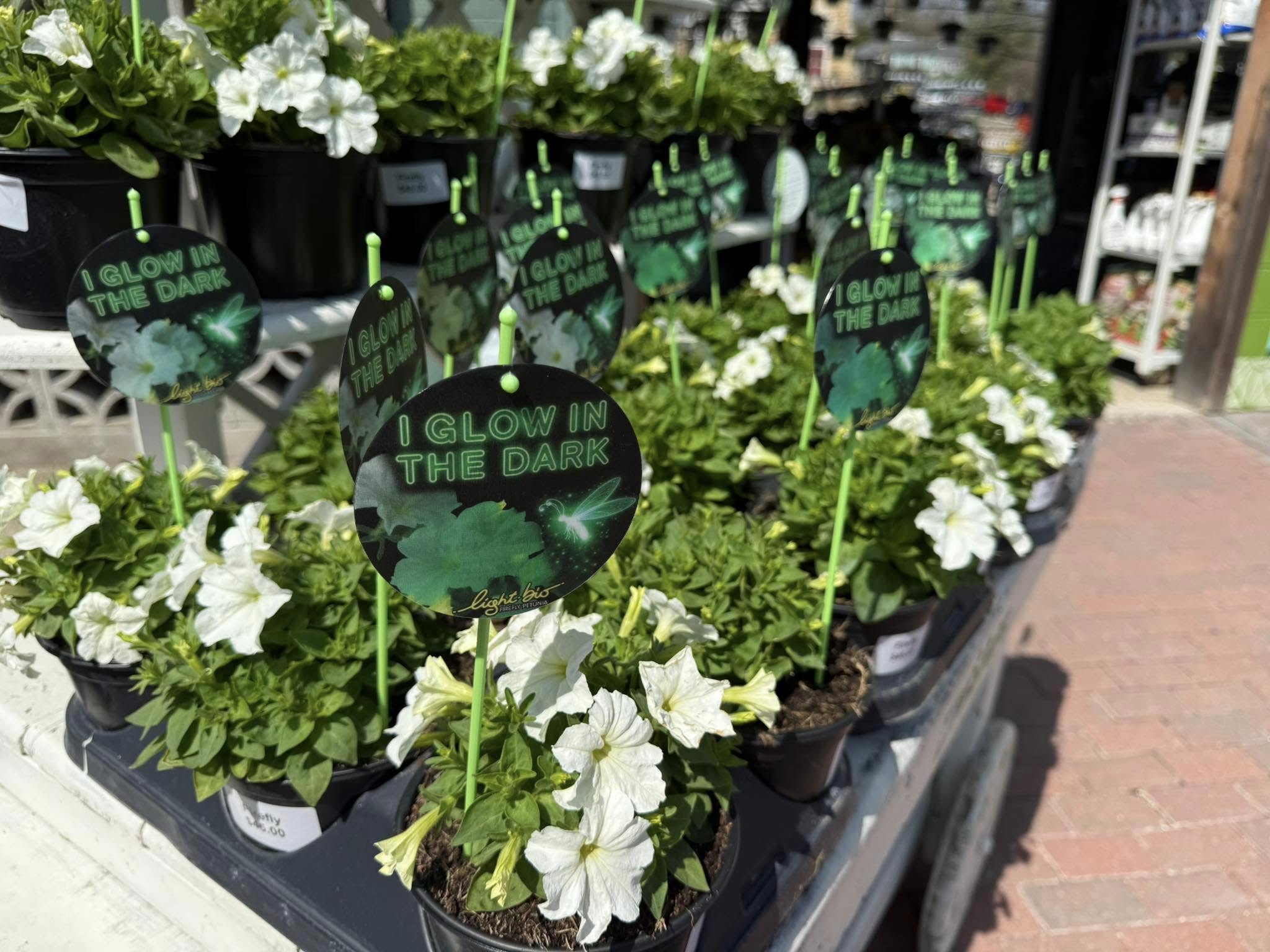Bioluminescent Firefly Petunia 3