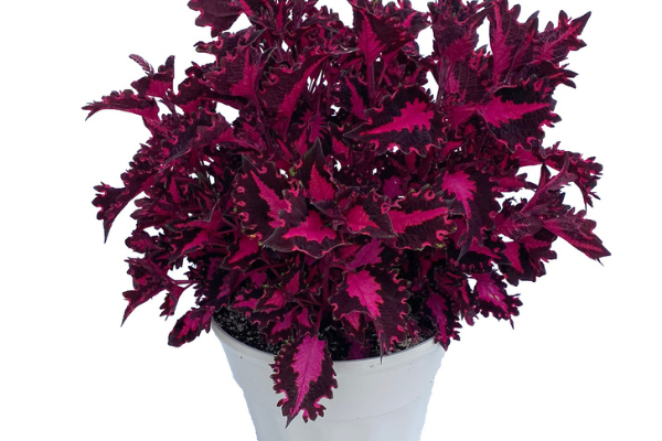 COLEUS TERRASCAPE PINK RIBBONS