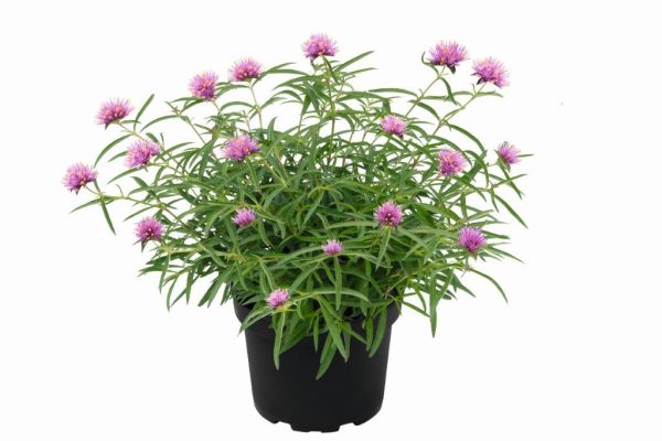 GOMPHRENA FIREBALL PINK