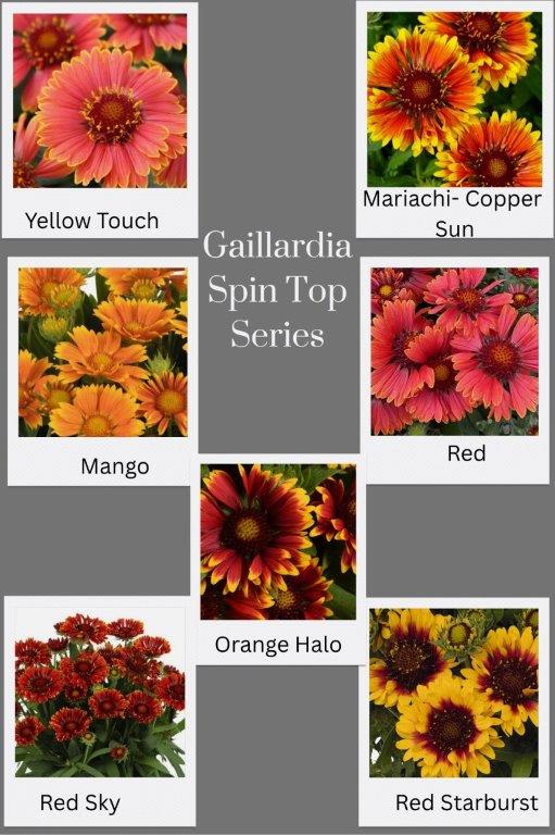 Gaillardia Photo Collage