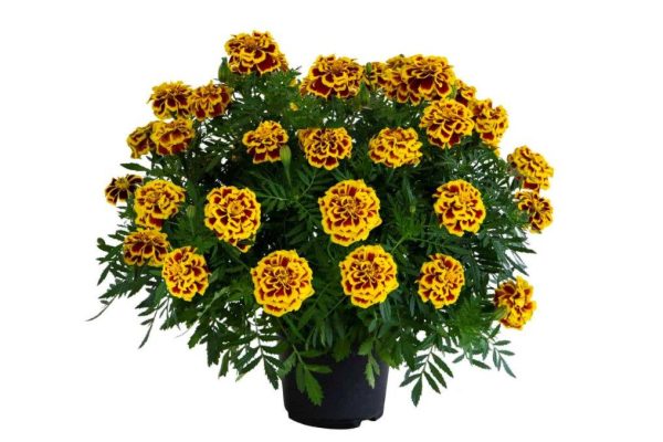 Marigold Mango Tango