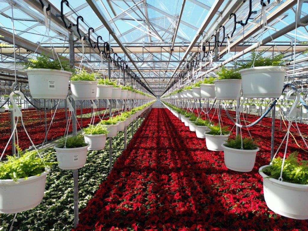 POIN CROP DRONE PHOTO 11.11.25