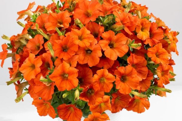 Petunia-Inferno-THE-ORANGE