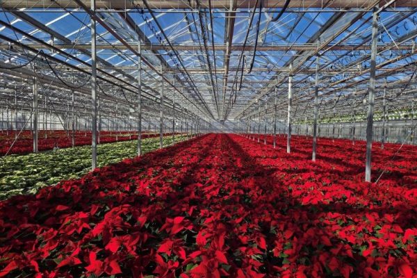 Red Poinsettia Crop Nov 10 Red Poinsettia Crop Nov 10