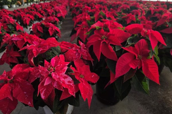 6.5" Sparkling Rouge and Rose Punch 6.5" Sparkling Rouge and Rose Punch