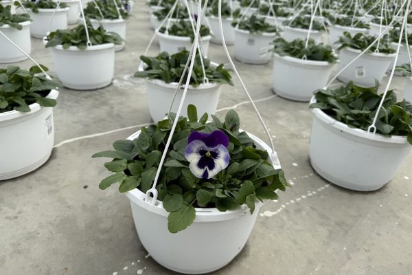 10IN HANGING BASKET PANSY