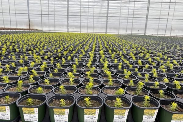 10STD ACC SEDUM ANGELINA LIME