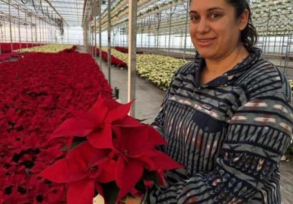 4.5IN POIN RED 4.5IN POIN RED