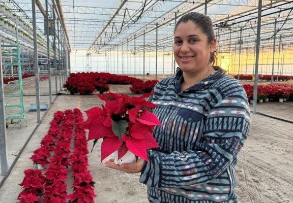 4.5in POIN PINK 4.5in POIN PINK