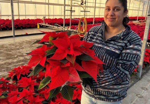 6.5 POIN NORWIN ORANGE 6.5 POIN NORWIN ORANGE