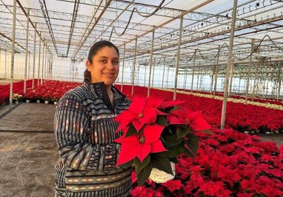 6.5 POIN PINK 6.5 POIN PINK