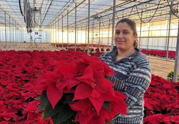 6.5IN POIN RED 6.5IN POIN RED