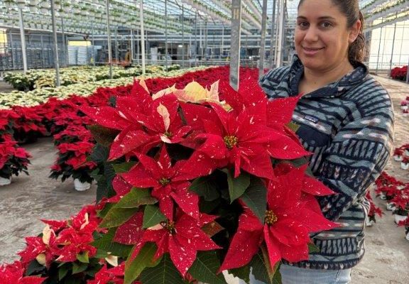 6.5in JINGLE BELL 6.5in JINGLE BELL