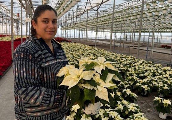 6.5in POIN WHITE 6.5in POIN WHITE