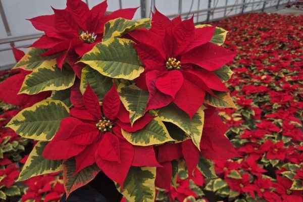 6.5inPOIN TAPESTRY 6.5inPOIN TAPESTRY