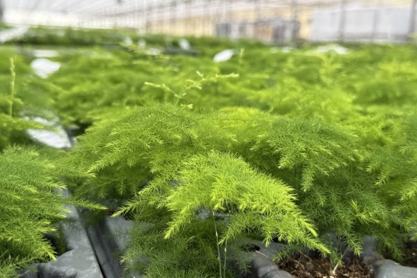 36ct PLUMOSA FERN