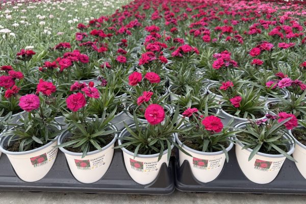 801 PER DIANTHUS CARMEN PURPLE