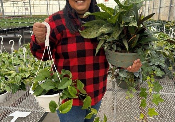 8in HANGING BASKET POTHOS JADE AND HOUSEPLANT BOWL